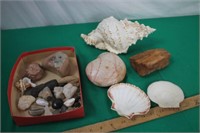 Sea Shells & Petrified Wood Collection