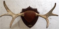 Mounted Moose Paddles / Antlers / Horns
