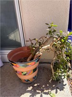 Talavera Style Pottery Planter w Jade House Plant