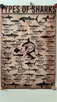 Sharks canvas poster 23.5 x 16, new