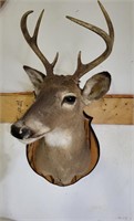 6-Point Buck Whitetail Deer Mount
