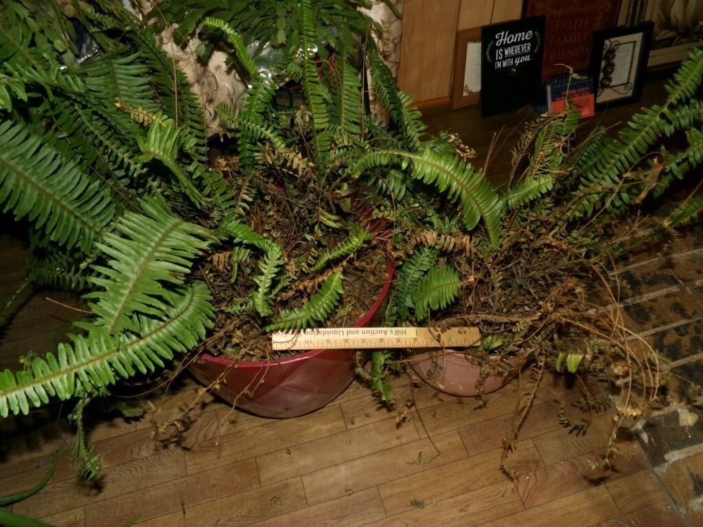 Two Potted Ferns