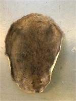 Beaver Pelt