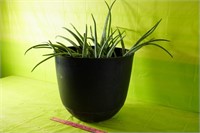 Aloe Vera Plant in Pot 16 x 14"T
