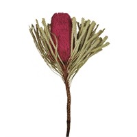C456  Vickerman Pink Banksia Flower 12" 2/Pack