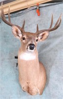 WHITETAIL DEER 10 POINT SHOULD MOUNT-TAXIDERMY