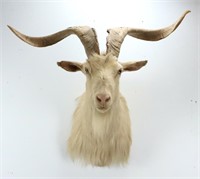 White Catalina Goat Shoulder Mount Taxidermy
