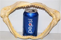 Fish Jaw w Teeth - Shark? or Minnow?