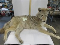 Taxidermy coyote Mount