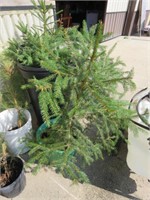 2 POTTED PINE TREES