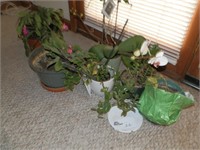 LOT OF POTTED PLANTS