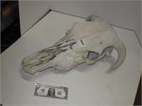 Cow Skull