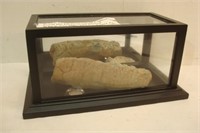 Rare Ordovician Period Squid Cephalopod Fossil