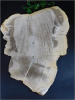 PETRIFIED WOOD SLAB ROCK STONE LAPIDARY SPECIMEN