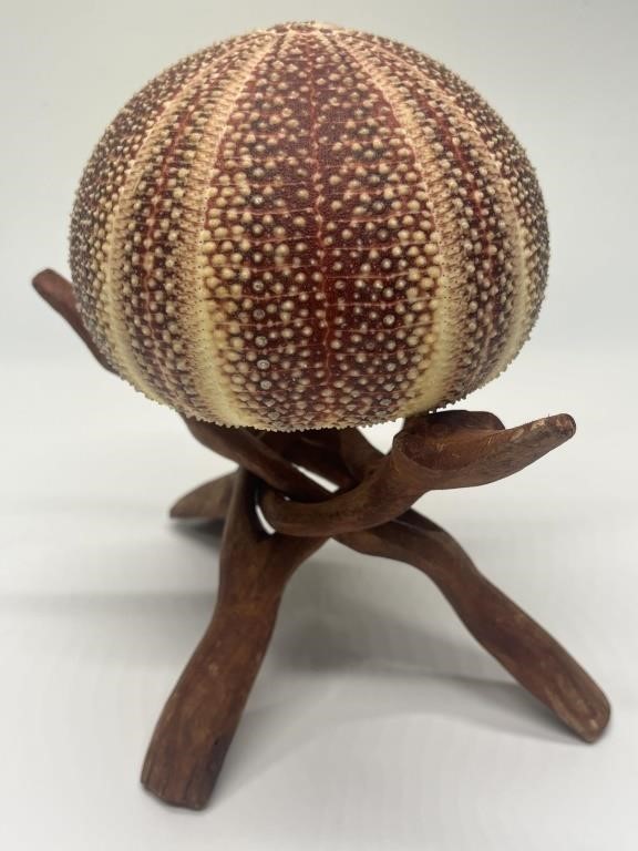 Sea Urchin Specimen on Folding Wooden Stand