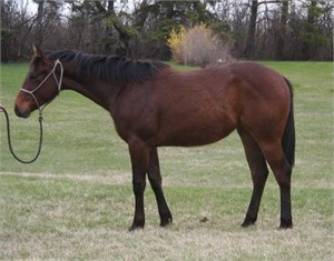 JACKIE BOONLIGHT TWO 2023 AQHA BAY FILLY