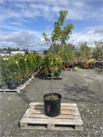 1 Semi-Dwarf Rainier Cherry