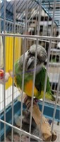 Female Senegal Parrot - 1 Yr Old