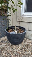 PLANTER WITH PLANT AND DÉCOR