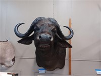 CAPE BUFFALO MOUNT - PERMIT TO SELL