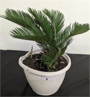 SAGO PALM IN PLANTER  [OUT FRONT]