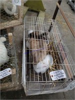 English Angora Doe & 2 Bunnies- Selling As A Unit