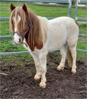 (NSW) PATCH - SHETLAND GELDING