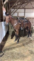 AQHA 4 YR OLD GELDING