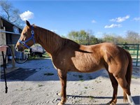 13 yr old sorrel mare