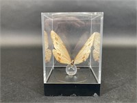 Purple Morpho Butterfly in Display Case