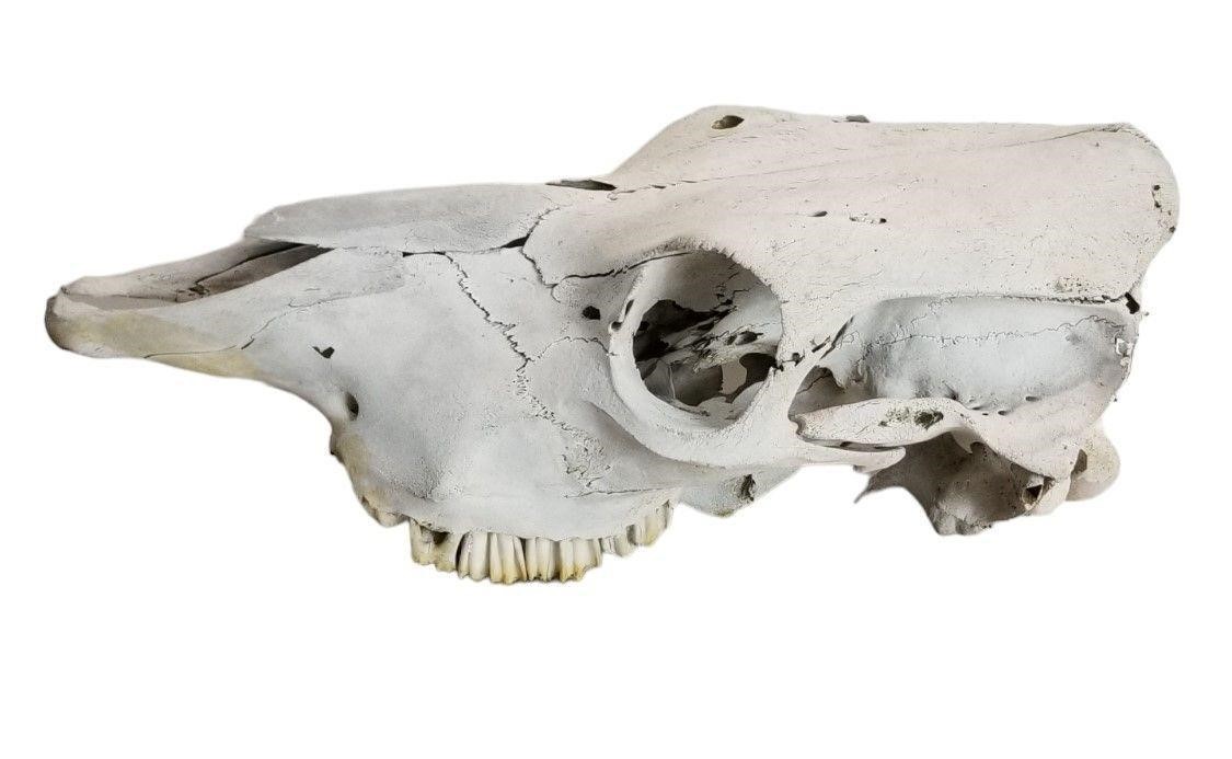 Cow Skull