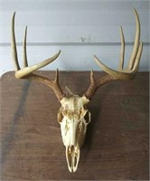 4/5 Point White Tail Deer Antlers and Skull