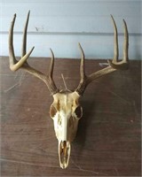 4 Point White Tail Deer Antlers and Skull