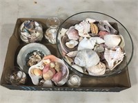 Lot of Misc. Seashells