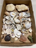 Seashells & Rocks