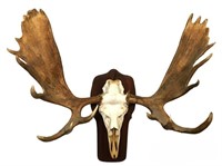 Moose Skull with Rack