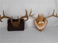 Antlers on Display Plaques