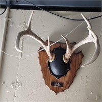 Deer Antler Mount