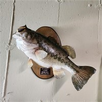 Indiana Large Mouth Bass Mount