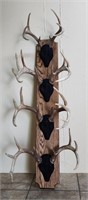 4 Mounted Deer Antlers