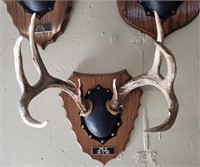 Deer Antler Mount