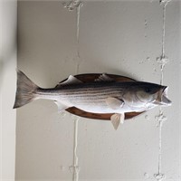 Striped Bass Mount