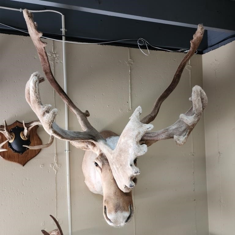 Elk, Caribou, Deer Mounts