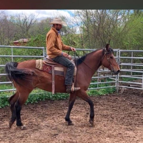 South Dixie Livestock Market Grand Opening Horse Sale