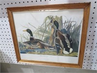 FRAMED MALLARD DUCK PRINTS