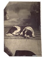Tintype Portrait of a Dog in Photo Studio Setting