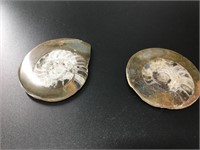 Pair of Ammonite fossils with. Approximately 3.5 i