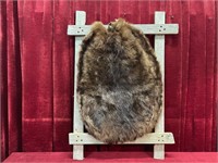 Genuine Dried Beaver Pelt - 21" x 30"