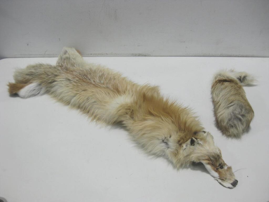 33" Fox Fur W/Fox Tail See Info