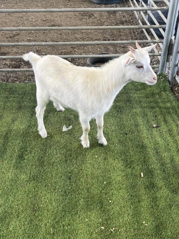 HILLTOP ACRES GOAT & SHEEP AUCTION MAY 18 2024